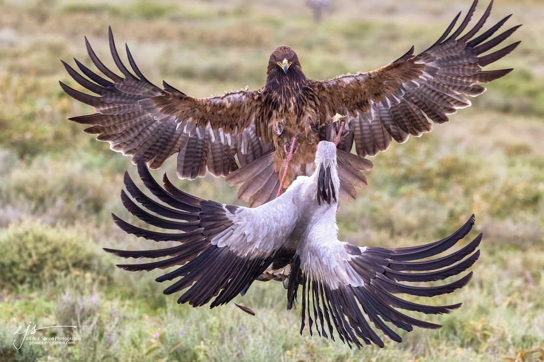 1 Two birds are fighting in the grass.