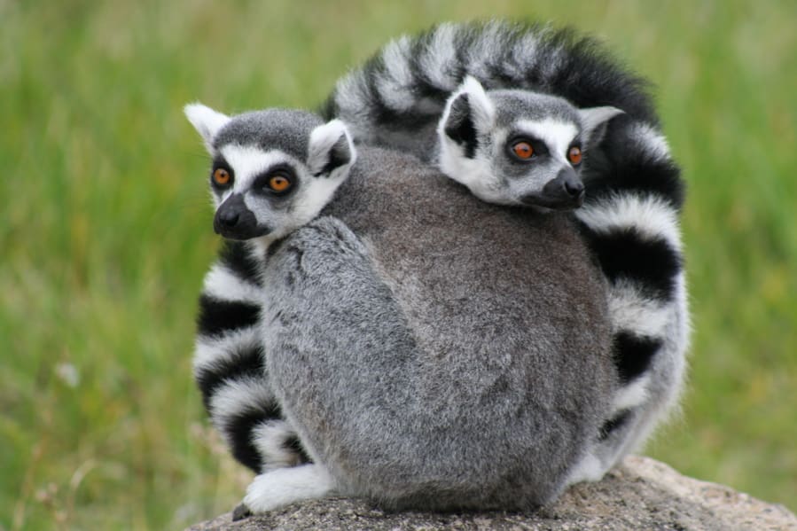 OaklandZooLemurs