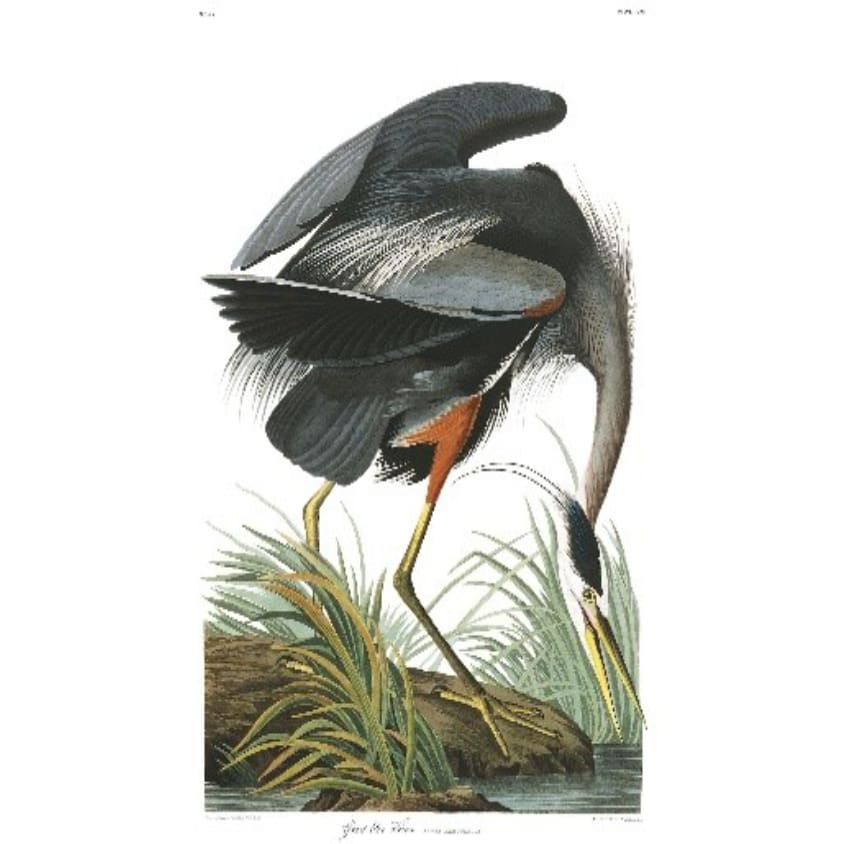 Audubon